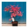 Acer Palmatum Beni-maiko