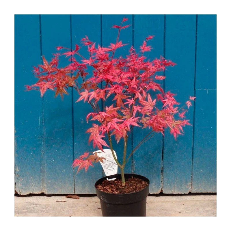 Acer Palmatum Beni-maiko 3 Acer Palmatum Beni-maiko