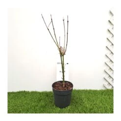 Jardín Kim Verde Tienda -Jardín Kim Verde Tienda acer palmatum butterfly 1