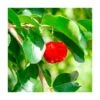 Acerolo Rojo 1 Acerolo Rojo -Jardín Kim Verde Tienda acerolo rojo