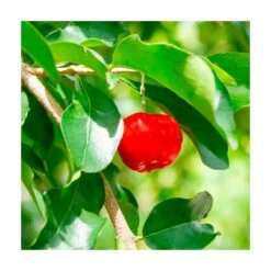 Acerolo Rojo