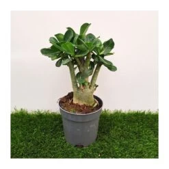 Adenium Obesum Blanca