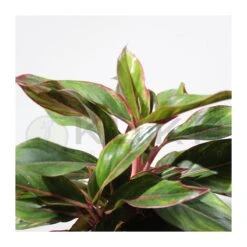 Aglaonema Decorum-ls19