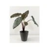 Alocasia Sara Yucatan Princess 1 Alocasia Sara Yucatan Princess -Jardín Kim Verde Tienda alocasia yucatan princess