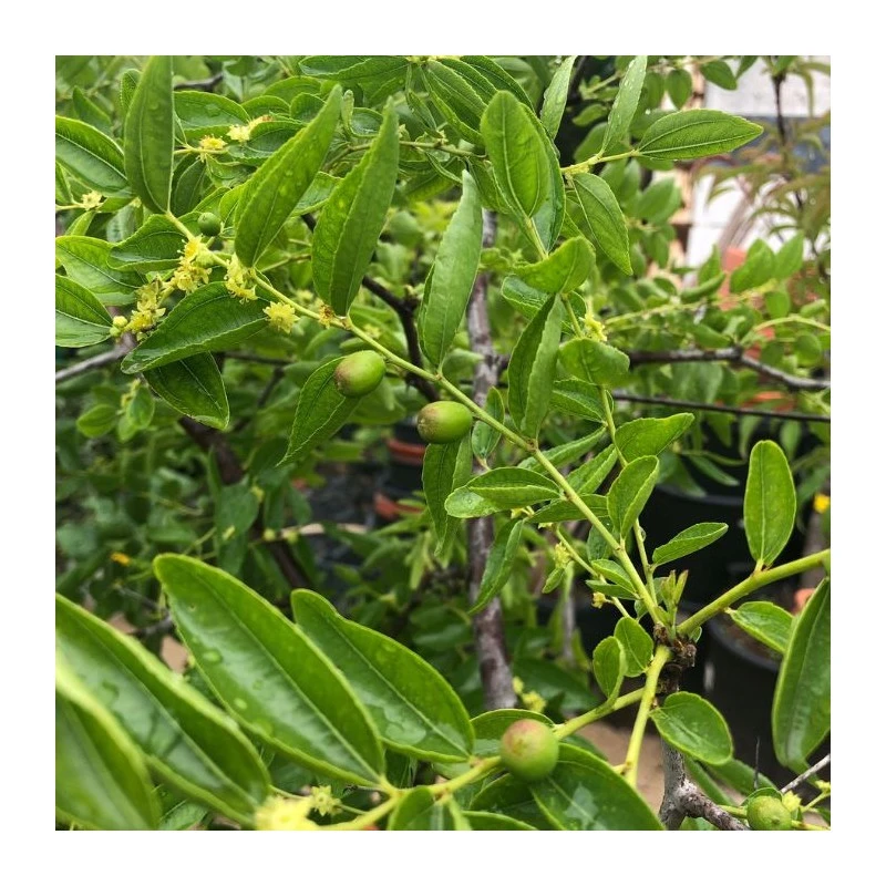 Azufaifo 4 Azufaifo - Imagen 2