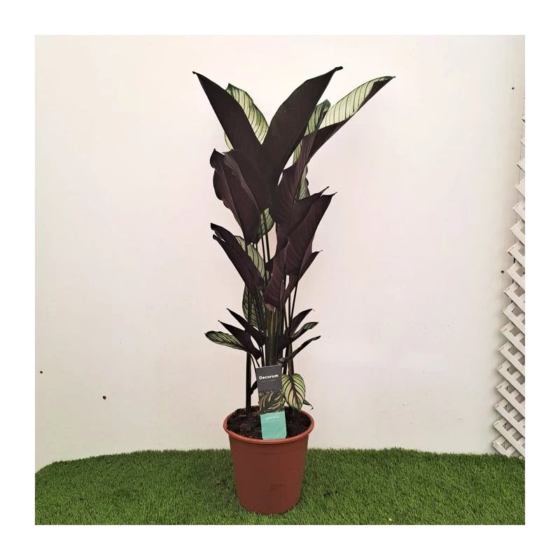 Calathea Majestica Whitestar 3 Calathea Majestica Whitestar