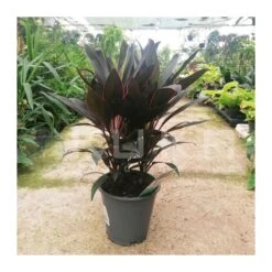 Cordelyne Fructicosa Rumba