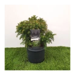 Cryptomeria Monstrosa Nana