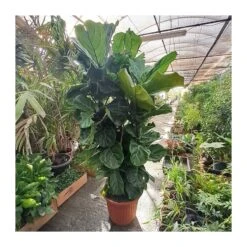 Jardín Kim Verde Tienda -Jardín Kim Verde Tienda ficus lyrata 1