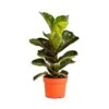 Ficus Lyrata Bambino -Jardín Kim Verde Tienda ficus lyrata bambino