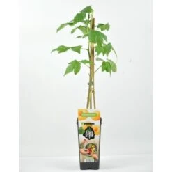 Frambuesa Amarilla Certificado M.P.S