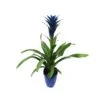 Guzmania Ocean Blue 1 Guzmania Ocean Blue -Jardín Kim Verde Tienda guzmania ocean blue