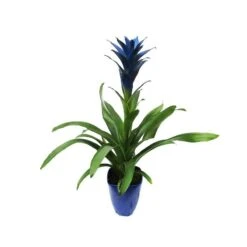 Guzmania Ocean Blue