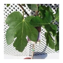 Jardín Kim Verde Tienda -Jardín Kim Verde Tienda higuera colar albacor 1