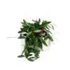 Hoya Carnosa Gracilis 1 Hoya Carnosa Gracilis -Jardín Kim Verde Tienda hoya gracilis