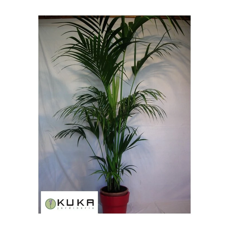 Kentia 4 Kentia - Imagen 2