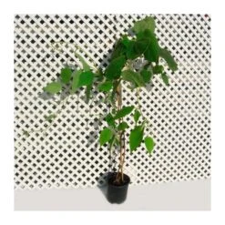 Kiwi Arguta Ken´s Red