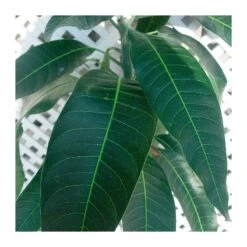 Jardín Kim Verde Tienda -Jardín Kim Verde Tienda mango tommy atkins 1