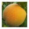 Melocotón Federica 2 Melocotón Federica -Jardín Kim Verde Tienda melocoton federica
