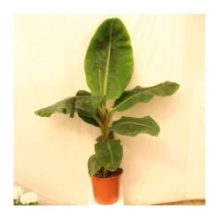 Musa Dwarf Cavendish