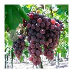 Parra Crimson Roja Sin Pepita