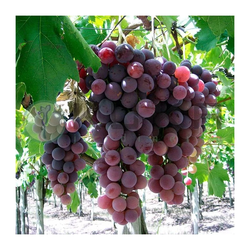 Parra Crimson Roja Sin Pepita 3 Parra Crimson Roja Sin Pepita