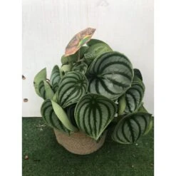 Peperomia Argyreia