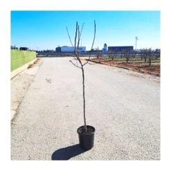 Jardín Kim Verde Tienda -Jardín Kim Verde Tienda peral castell 1