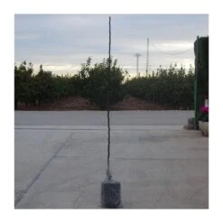 Jardín Kim Verde Tienda -Jardín Kim Verde Tienda peral moretini 1