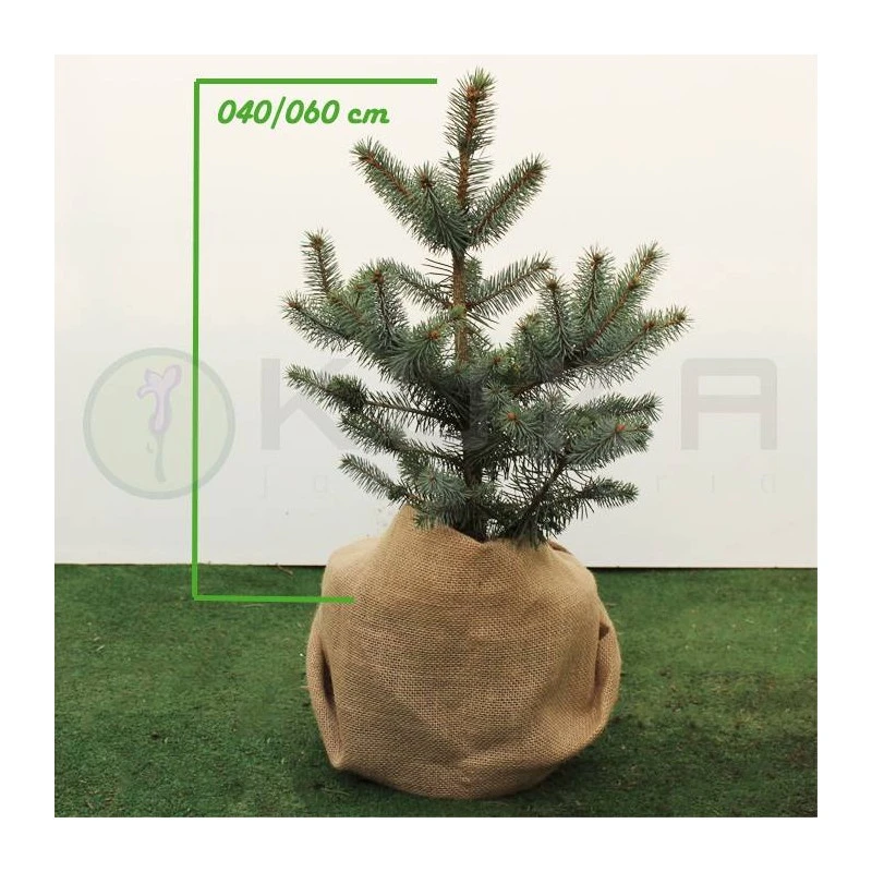 Picea Pungens Blue Diamond 3 Picea Pungens Blue Diamond