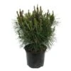 Pino Densiflora Alice Verkade -Jardín Kim Verde Tienda pino densiflora alice verkade
