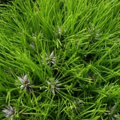 Pino Nigra Marie Bregeon