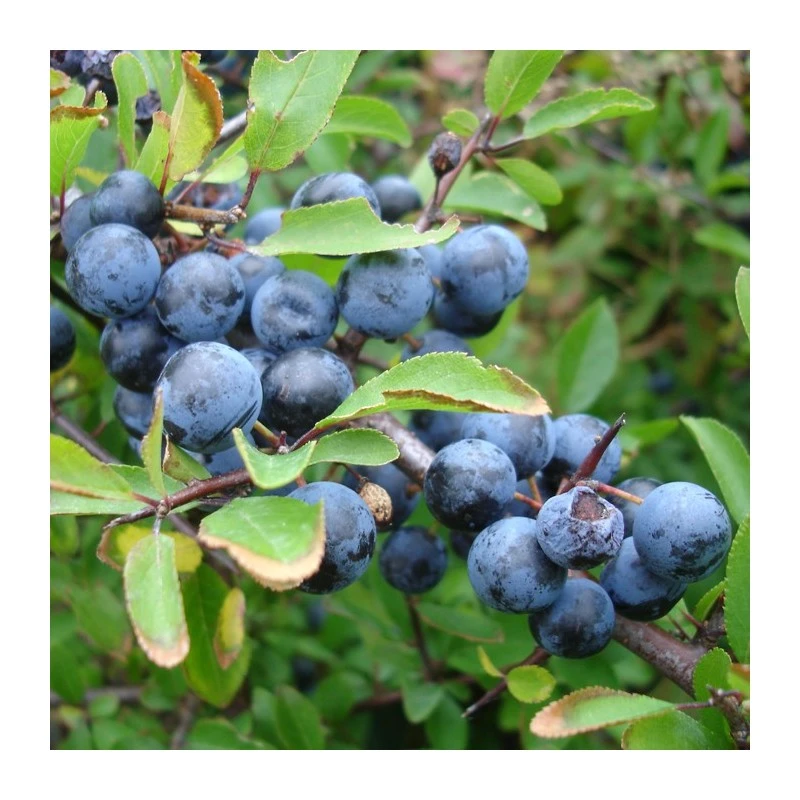 Endrino Certificado M.P.S 3 Endrino Certificado M.P.S