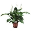 Spathiphyllum Sweet Lauretta 1 Spathiphyllum Sweet Lauretta -Jardín Kim Verde Tienda spathiphyllum sweet lauretta