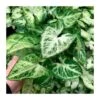 Syngonium Arrow 2 Syngonium Arrow -Jardín Kim Verde Tienda syngonium arrow