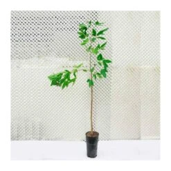 Jardín Kim Verde Tienda -Jardín Kim Verde Tienda zapote blanco pike 1