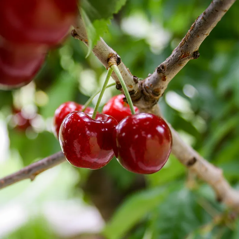 Jardín Kim Verde Tienda -Jardín Kim Verde Tienda 1f964a96 59e7 4d10 9f35 9664559ad6de