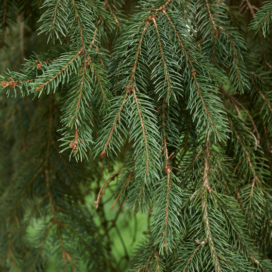 Jardín Kim Verde Tienda -Jardín Kim Verde Tienda 6f1acb71 4fc4 4b9f 92dd ebd13ac399dc