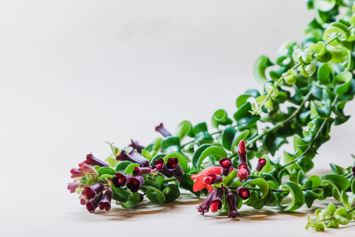 Jardín Kim Verde Tienda -Jardín Kim Verde Tienda Aeschynanthus Twister