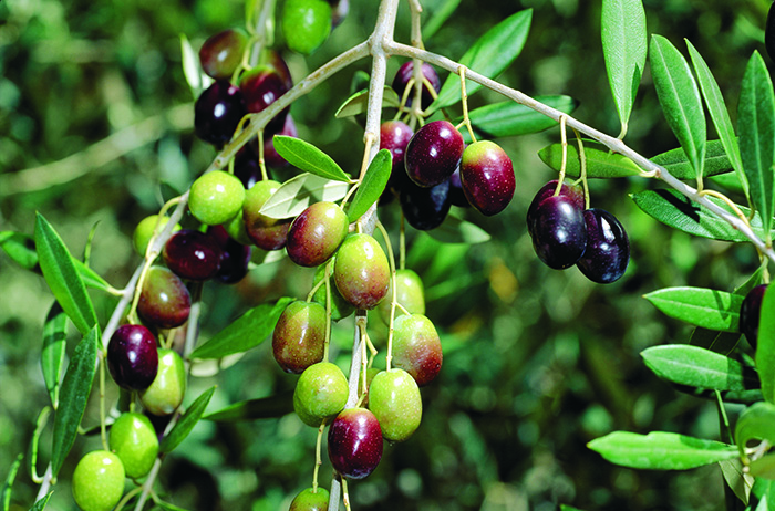 Jardín Kim Verde Tienda -Jardín Kim Verde Tienda d22a5271 3533 4fc9 a3a4 d76663214369111